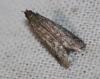 Phycitinae inconnu